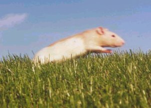 rat.jpg