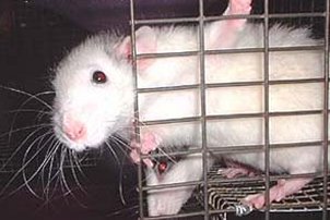 rat2.jpg